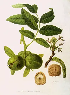 Regia: Large French Walnut