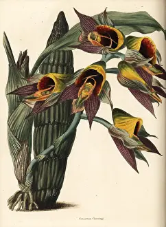 Catasetum: Large-fruited catasetum orchid, Catasetum macrocarpum