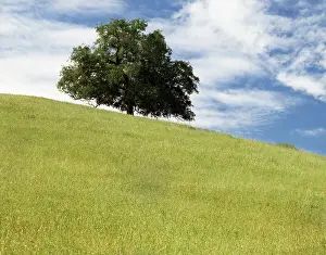 Abe001: LARGE GREEN LONE OAK TREE IN MEADOW BLUE SKY