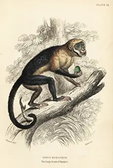 Jardines: Large-headed capuchin, Sapajus apella macrocephalus