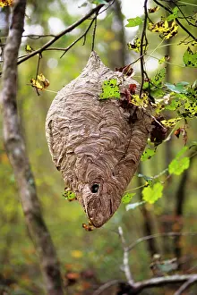 Hornets: Large Hornets Nest Shaped Like a Tear Drop Hanging on Tree