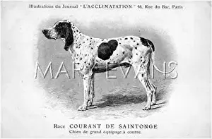 Courant: LARGE HUNTING DOG