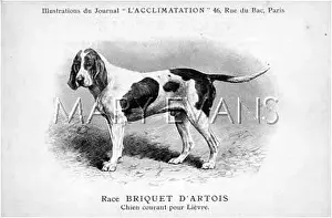 Briquet: LARGE HUNTING DOG