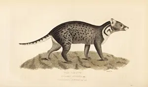 Cuvier: Large Indian civet, Viverra zibetha. Near threatened