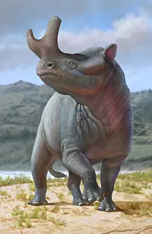 Paleogene: A large male Brontotherium is looking for his herd