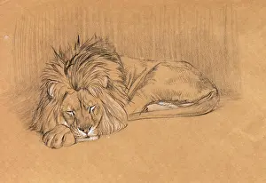 Mane: Large male lion sleeping