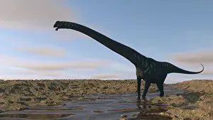 Riverbed: Large Mamenchisaurus walking along a dry riverbed