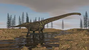 Riverbed: A large Mamenchisaurus walking along a dry riverbed