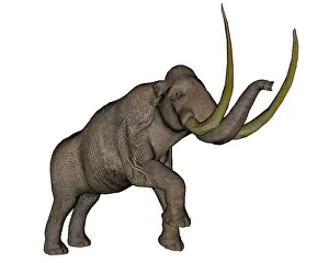 Goliath: Large mammoth, white background