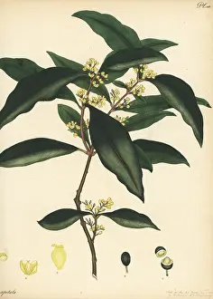 Botanical Artist: Large mock-olive, Notelaea longifolia