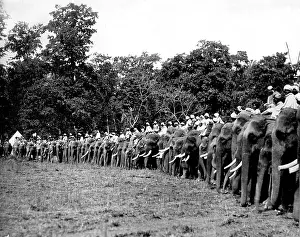 Maharajah: Large number of hunting elephants, Nepal