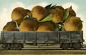 Citrus: Large Oranges