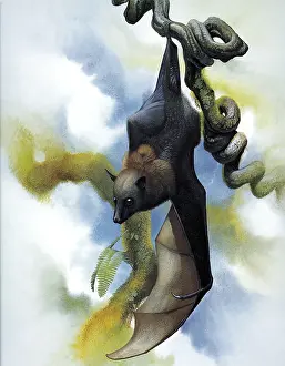 Palau: Large Palau Flying-Fox