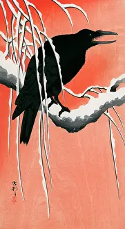 Perching: Large perched Raven calling