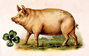 Leafed: Large pig with four-leafed clover