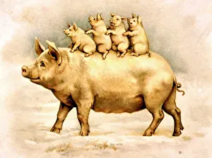 Piglets: Large pig with four piglets
