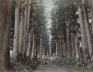 Nikko: Large pine trees along the Imaichi Road, Nikko, Japan