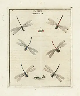 Dragonflies: Large red, common blue and azure damselflies