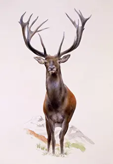 Elaphus: A Large Red Deer stag