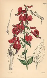 Cordata: Large red-flowered cuphea, Cuphea cordata