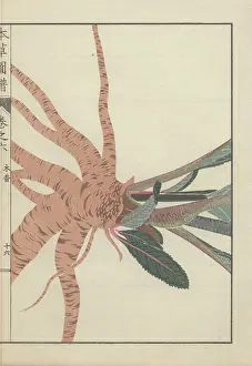Color Printed: Large root cluster and base of leaves and stems
