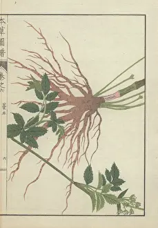 Japonicum: Large root cluster, leaves and stems of the