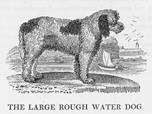Retrieve: LARGE ROUGH WATER DOG