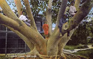 Splayed: Large Rubber Tree, Bermuda