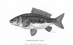 Carp: LARGE-SCALED CARP