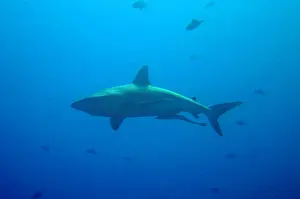 Remora: Large shark with remora swimming below