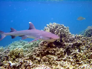 Remora: Large shark with remora swimming below