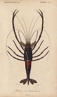 Dorbignys: Large shiny blue-black and crimson crawfish
