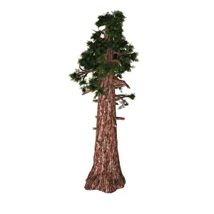Sierra: A large Sierra redwood tree on white background