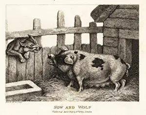 Deceit: A large sow in a pig sty snarling at a wolf