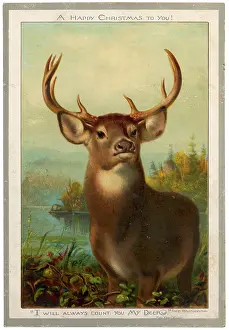 Deers: LARGE STAG
