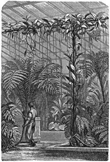 Conservatories: A large Stove Conservatory