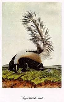 Splits: Large-Tailed Skunk