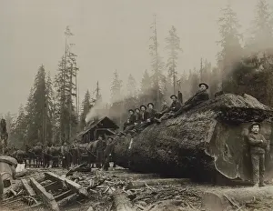 Saws: Large team of horses hitched to a spruce log