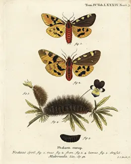Handmaid: Large tiger moth, Pericallia matronula