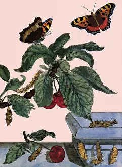 Tortoiseshell: Large Tortoiseshell