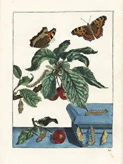 Aurelia: Large tortoiseshell butterfly on a cherry tree