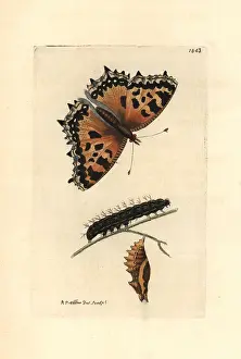 Nymphalis: Large tortoiseshell butterfly, Nymphalis polychloros