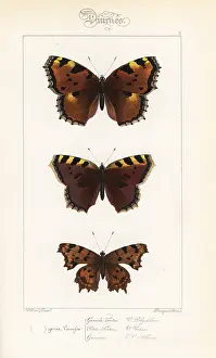 Pauquet: Large tortoiseshell, small tortoiseshell