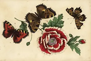Pauquet: Large tortoiseshell, small tortoiseshell and comma