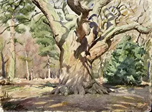 Chipperfield: Large tree in a woodland scene