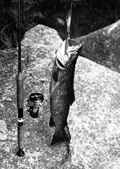 Netted: LARGE TROUT CATCH