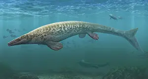 Searches: A large Tylosaurus aquatic reptile searches the
