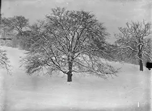 Trees