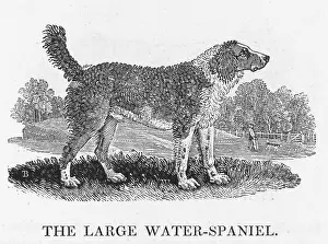 Attachment: LARGE WATER SPANIEL