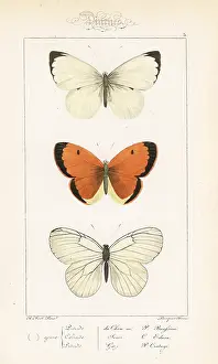 Pauquet: Large white, clouded yellow and black-veined white